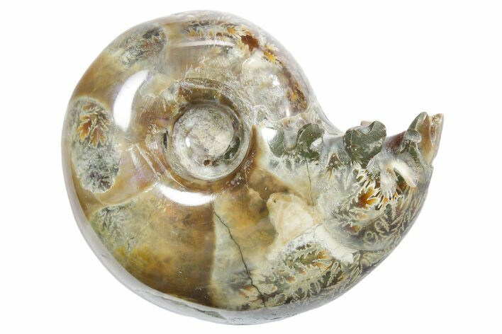 Polished Ammonite (Eotetragonites?) Fossil - Madagascar #349851